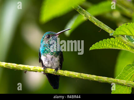 Femelle saphir bleu, Amazilia tabi, perché sur une tige de verveine dans un jardin. Banque D'Images