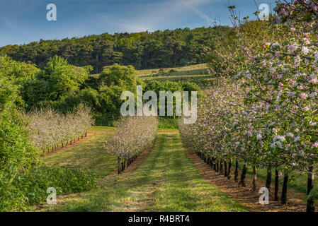 Dans la floraison des pommiers à cidre Thatchers Orchard à Sandford, 2 mai, 2018 Banque D'Images