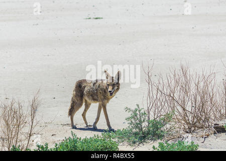 Coyote manette en route en zone désertique. Banque D'Images