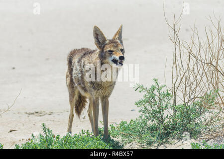 Coyote manette en route en zone désertique. Banque D'Images