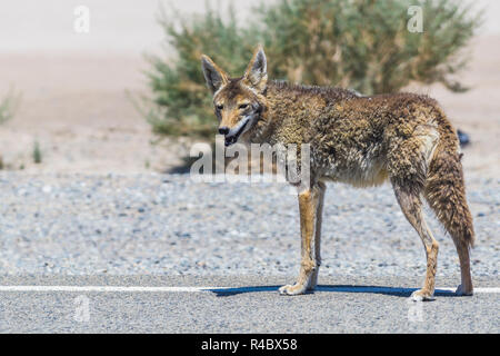 Coyote manette en route en zone désertique. Banque D'Images