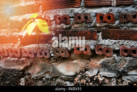 Forte croissance des végétaux dans le vieux mur de brique fissurée / vieux mur de briques rouges avec du béton de ciment germer plante verte Banque D'Images