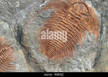 Un fossile de trilobites de l'ordovicien précoce Banque D'Images