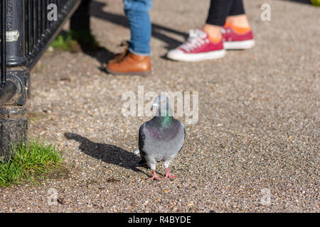 Un pigeon (Columba livia domestica) se tenait devant 2 jeux de pieds chauds avec des peuples à sa tête légèrement sur un côté Banque D'Images