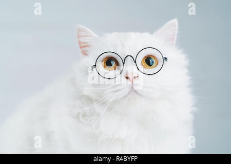 Les soigne scientist cat pose sur fond blanc mur. Fermer portrait de chaton moelleux en transparent lunettes rondes. L'éducation, la science, la connaissance concept Banque D'Images