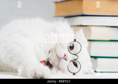 Portrait de chat à poils en transparent lunettes rondes. Les soigne dans kitty scientifique pose une cravate rouge sur fond de livres en bibliothèque. L'éducation, la science, la connaissance concept. Studio photo. Banque D'Images