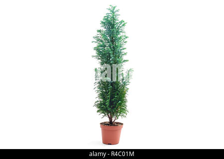 Chamaecyparis lawsoniana Ellwoodii plante en pot de fleurs Banque D'Images