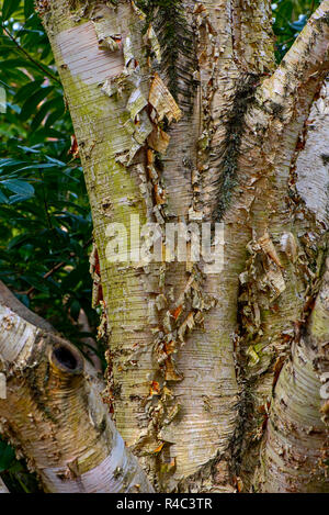 Close-up, macro image de la belle écorce peeling sur le tronc et les branches de l'arbre Betula aussi connu comme le bouleau Banque D'Images
