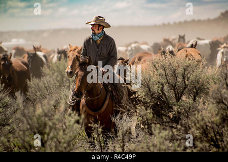 Avec wrangler Cowboy hat blanc troupeau de chevaux menant à travers des prairies armoise pendant un sentier poussiéreux roundup d'entraînement Banque D'Images