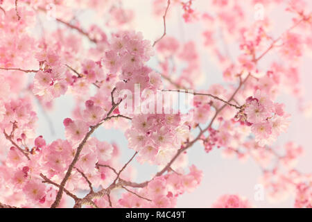 Image en gros plan de la belle fleur rose printemps de l'Accolade cerisier - prunus Accolade Banque D'Images