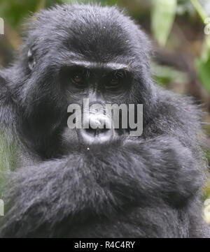 Portrait d'un mâle au dos argenté gorille de montagne (Gorilla beringei beringei). Sur la montagne 1 000 restent dans l'Ouganda, le Rwanda et l'Democtatic republi Banque D'Images