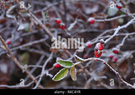 Les brindilles d'un buisson de roses sauvages en forêt avec du givre sur les hanches et les feuilles rouges Banque D'Images