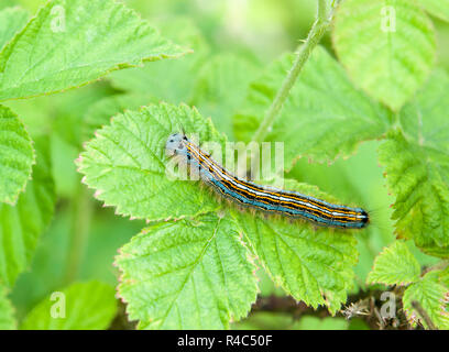 Lackey caterpillar papillon Banque D'Images