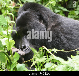 Un dos argenté homme gorille de montagne (Gorilla beringei beringei) détend après une matinée qui se nourrissent de la végétation forestière. Sur la montagne 1 000 restent dans U Banque D'Images