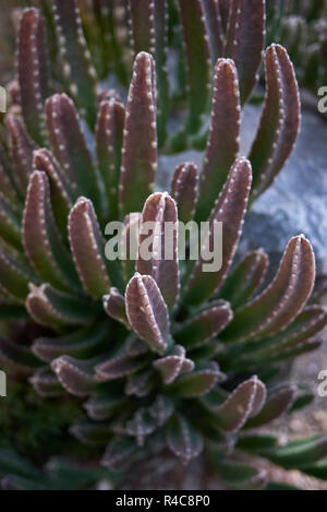 Stapelia gigantea tige multicolore Banque D'Images