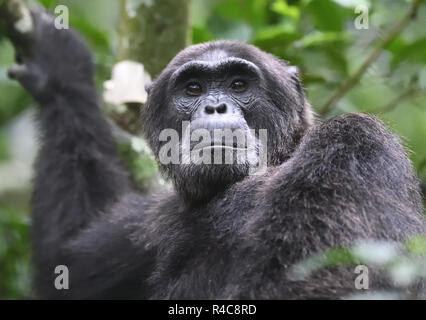 Portrait d'un chimpanzé (Pan troglodytes). La Forêt de Kibale National Park, Uganda. Banque D'Images