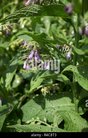 Symphytum officinale Banque D'Images