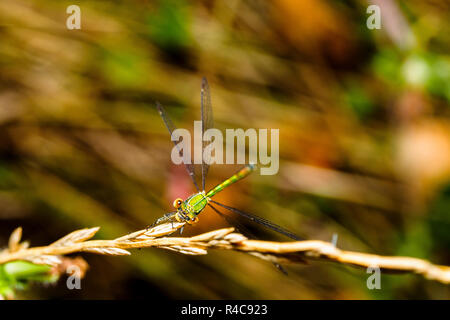 Demoiselle (Lestes sponsa Emeraude) - Ombrie, Italie Banque D'Images