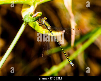 Demoiselle (Lestes sponsa Emeraude) - Ombrie, Italie Banque D'Images