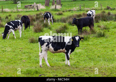 Troupeau de vaches. Les vaches sur un champ vert. cows on meadow Banque D'Images