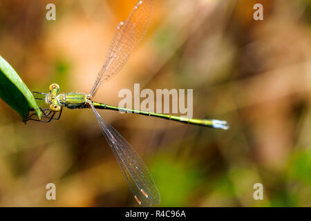 Demoiselle (Lestes sponsa Emeraude) - Ombrie, Italie Banque D'Images