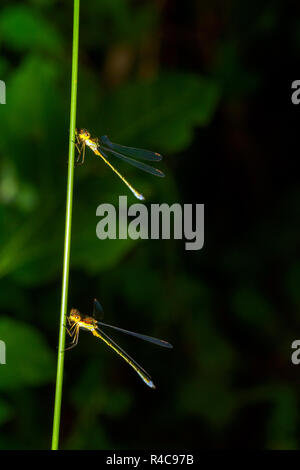 Demoiselle (Lestes sponsa Emeraude) - Ombrie, Italie Banque D'Images