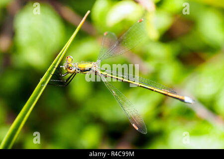 Demoiselle (Lestes sponsa Emeraude) - Ombrie, Italie Banque D'Images