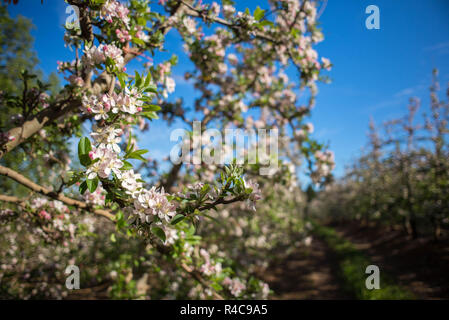 Fleurs sur un poirier Banque D'Images