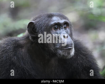 Portrait d'un chimpanzé (Pan troglodytes). La Forêt de Kibale National Park, Uganda. Banque D'Images