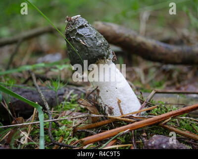 Le Phallus impudicus dans la forêt de champignons Banque D'Images