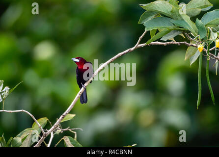 Un Tanager à bec argenté, Ramphocelus carbo, se perche sur une branche isolée dans la forêt tropicale avec du bokeh en arrière-plan Banque D'Images