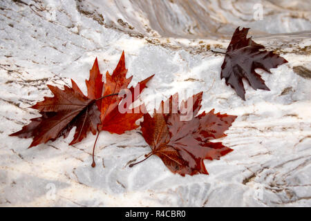 Brown feuilles d'automne humide d'un avion de l'arborescence sur le marbre blanc de Boulder. Grèce Banque D'Images