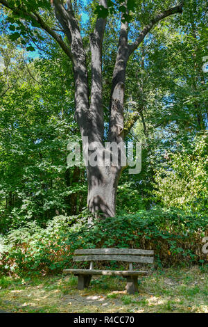 Un poetric shot de banque en face d'un grand arbre Banque D'Images