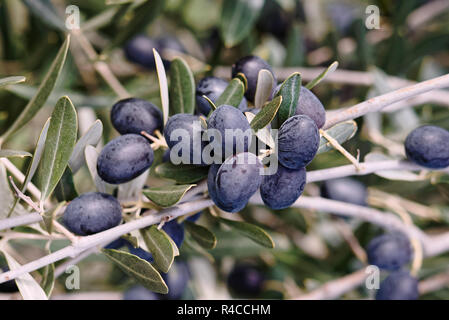 Close up of olives on tree Banque D'Images