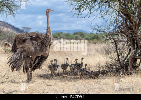 Autruche commune mère & poussins (Struthio camelus) au Kenya, Afrique de l'Est Banque D'Images