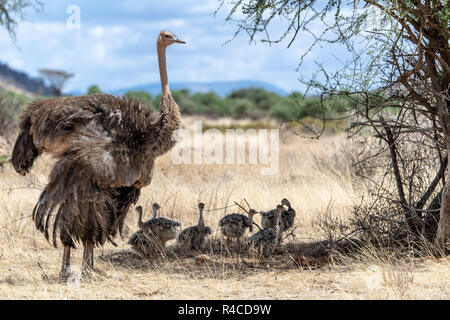 Autruche commune mère & poussins (Struthio camelus) au Kenya, Afrique de l'Est Banque D'Images