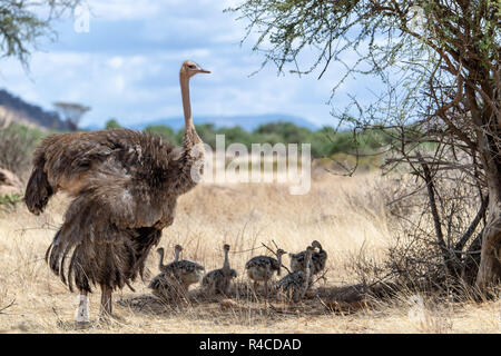 Autruche commune mère & poussins (Struthio camelus) au Kenya, Afrique de l'Est Banque D'Images