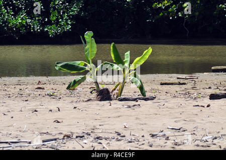 Deux petits bananiers sur une plage de sable fin avec de l'eau dans l'arrière-plan. Banque D'Images