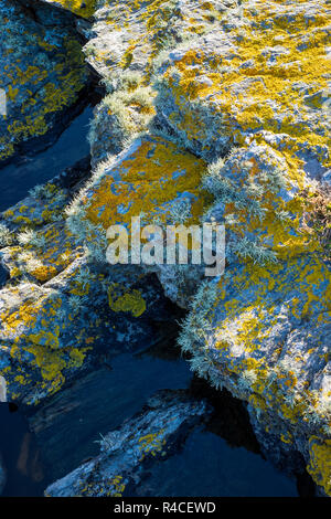 Les lichens poussant sur des rochers à la plage. Xanthoria parietina, lichen jaune Banque D'Images