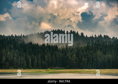 Paysage de forêt. Parmi les belles forêts de brouillard. Banque D'Images