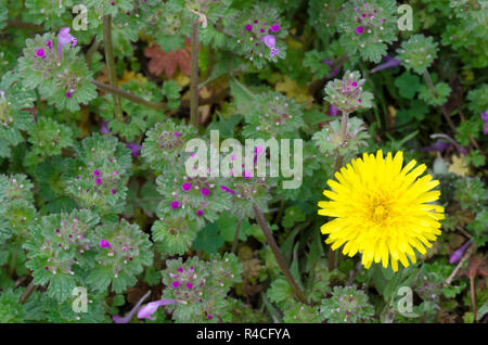 Pissenlit commun, Taraxacum officinale, et dormant de henbit, Lamium ampelexicaule Banque D'Images