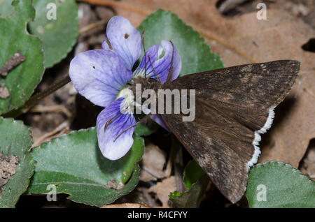 Funereal Duskywing, Gesta funeralis, mâle sur Common Blue Violet, Viola sororia Banque D'Images