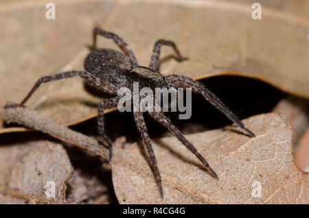 Wolf Spider, Schizocosa sp., sur le sol de la forêt Banque D'Images