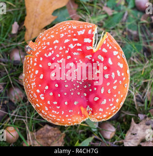 Close up sur Amanita muscaria,voler,champignon agaric toadstool,champignon. Banque D'Images