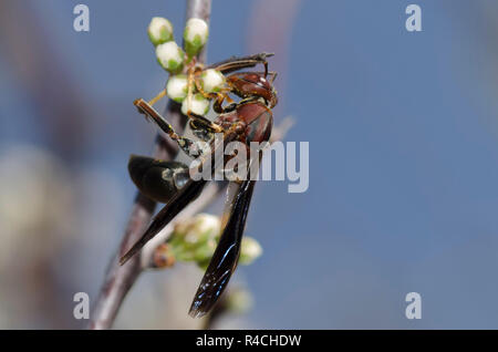 Guêpe Polistes metricus, papier, femme sur prunier, Prunus sp. Banque D'Images