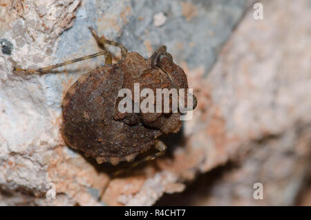 Big-Eyed Gelastocoris, Bug Crapaud oculatus Banque D'Images