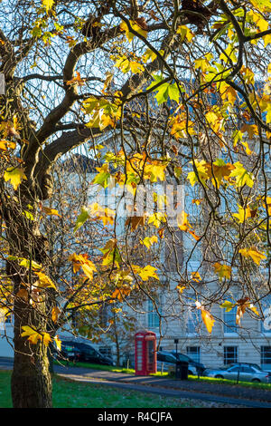 Norway Maple, Acer platanoides, couleurs automnales à Clifton, Bristol Banque D'Images