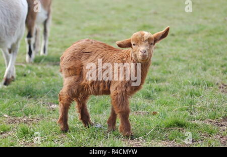 Enfants - little goat Banque D'Images