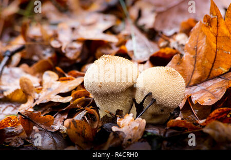 Champignons dans les bois à l'automne entre les brindilles humides et jaune des feuilles tombées. Lycoperdon perlatum. Puffball. Banque D'Images