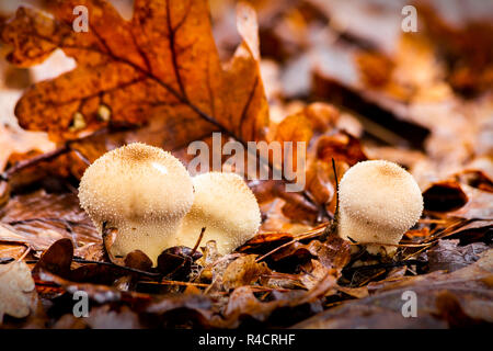 Champignons dans les bois à l'automne entre les brindilles humides et jaune des feuilles tombées. Lycoperdon perlatum. Puffball. Banque D'Images